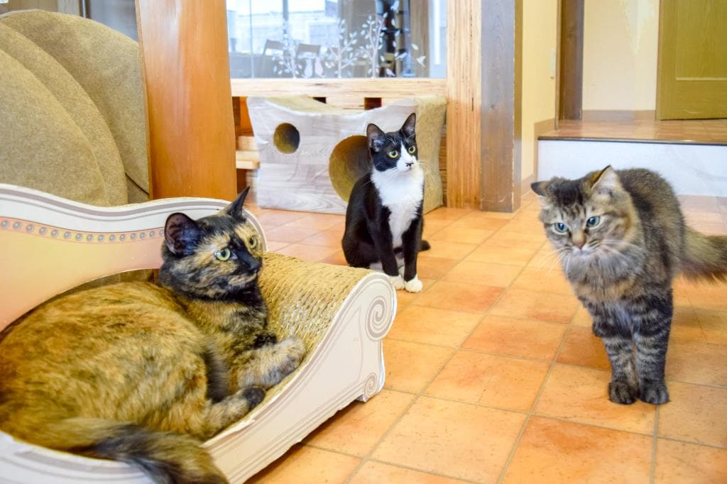 猫カフェ Hako bu neco 3