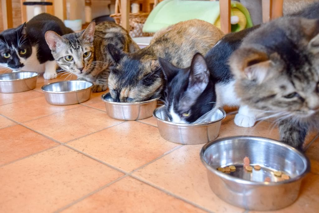 猫カフェ Hako bu neco 4