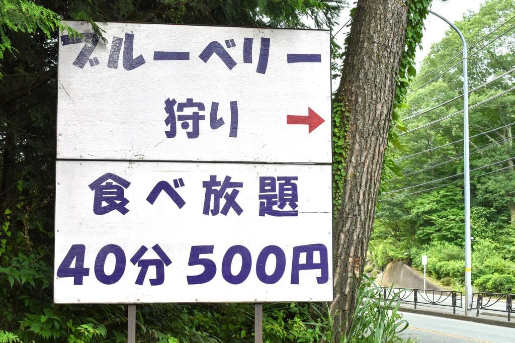 ブルーベリー摘み取り体験 大木原地区 5