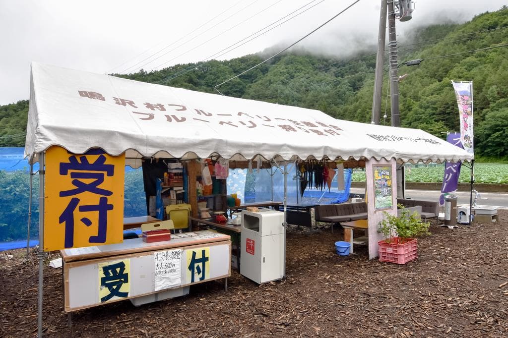 ブルーベリー摘み取り体験 大木原地区 1