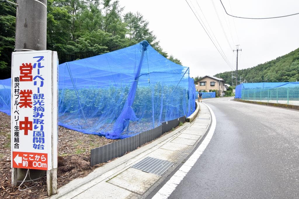 ブルーベリー摘み取り体験 大木原地区 4