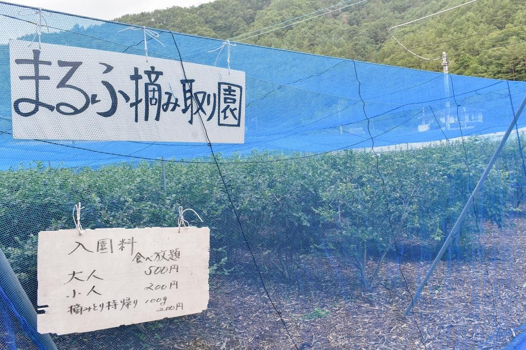 渡辺まるふ摘み取り園 5