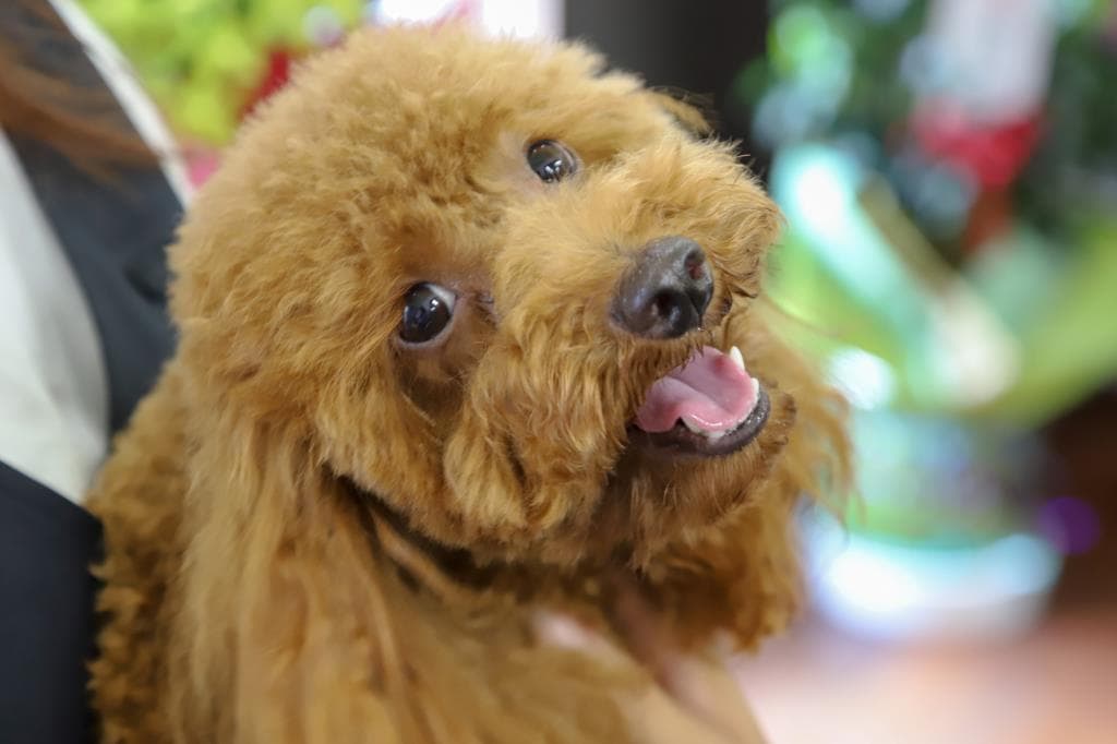 pet salon COCO 4