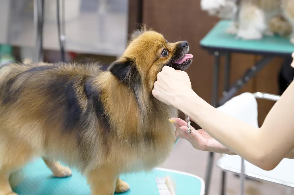 pet salon COCO 2