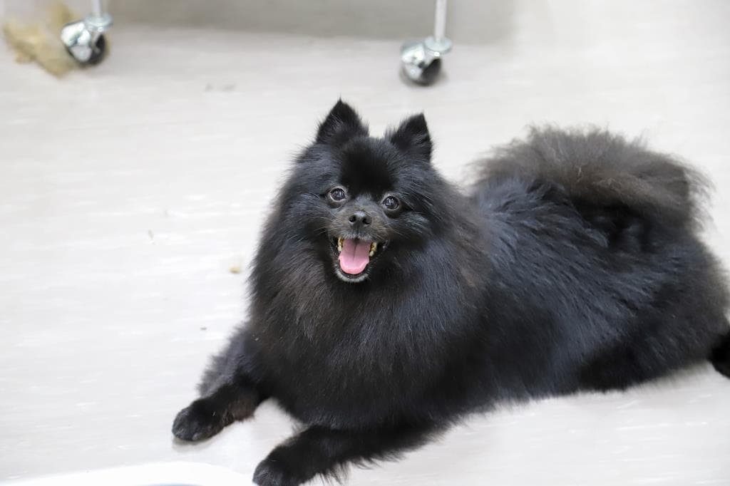 pet salon COCO 5