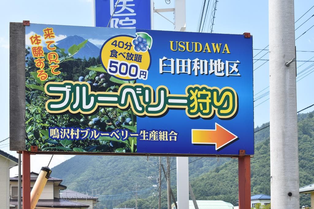 ブルーベリー摘み取り体験 臼田和地区 5