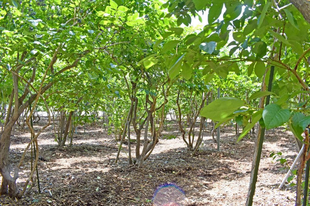 ブルーベリー摘み取り体験 臼田和地区 2