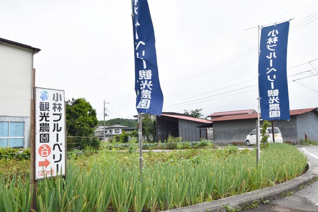 小林ブルーベリー観光農園 5