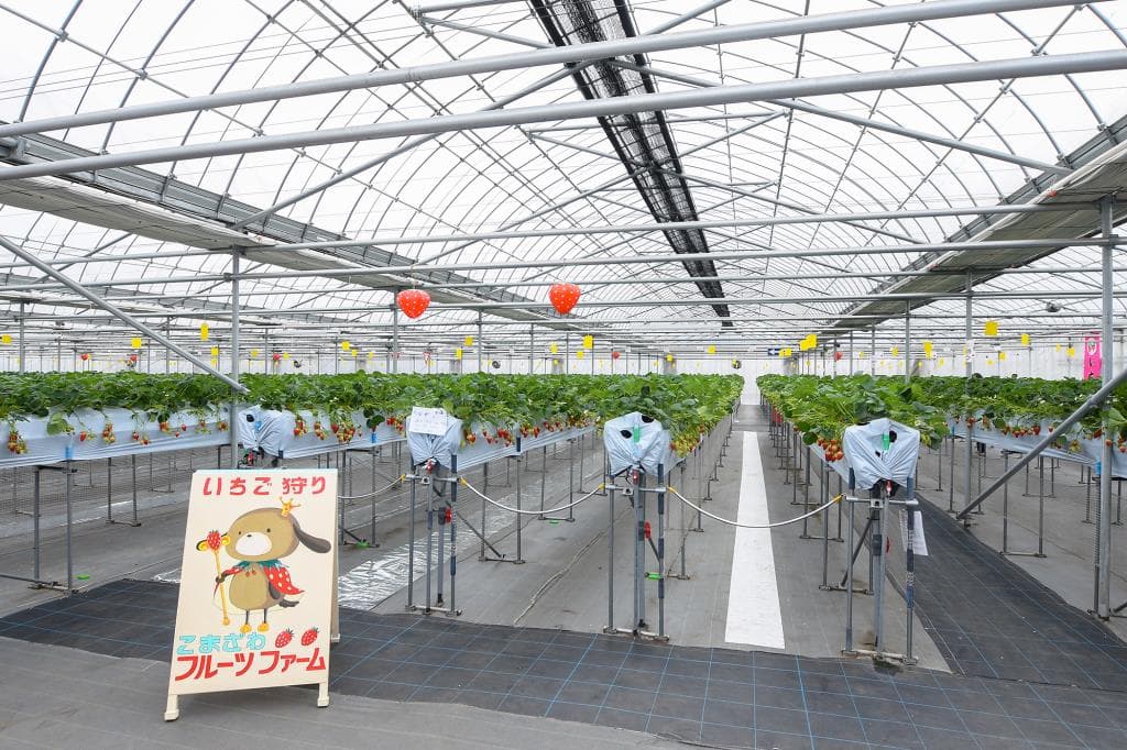 こまざわフルーツファーム 3
