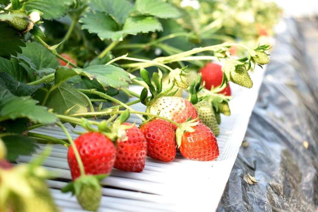 観光苺山城園③番 2