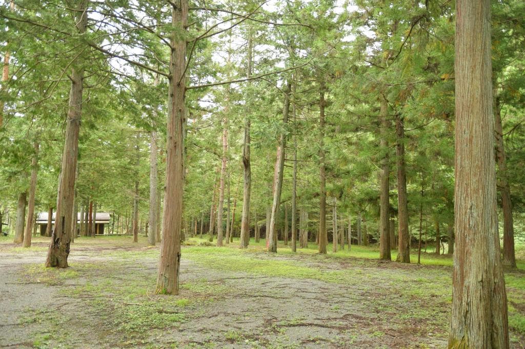 大沢オートキャンプ場 4