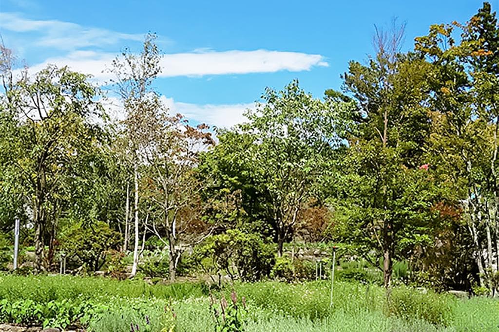 ハーブ庭園旅日記 富士河口湖庭園 5