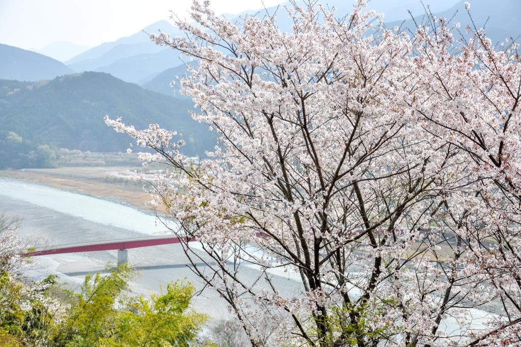 うつぶな公園の桜【南部町】 1
