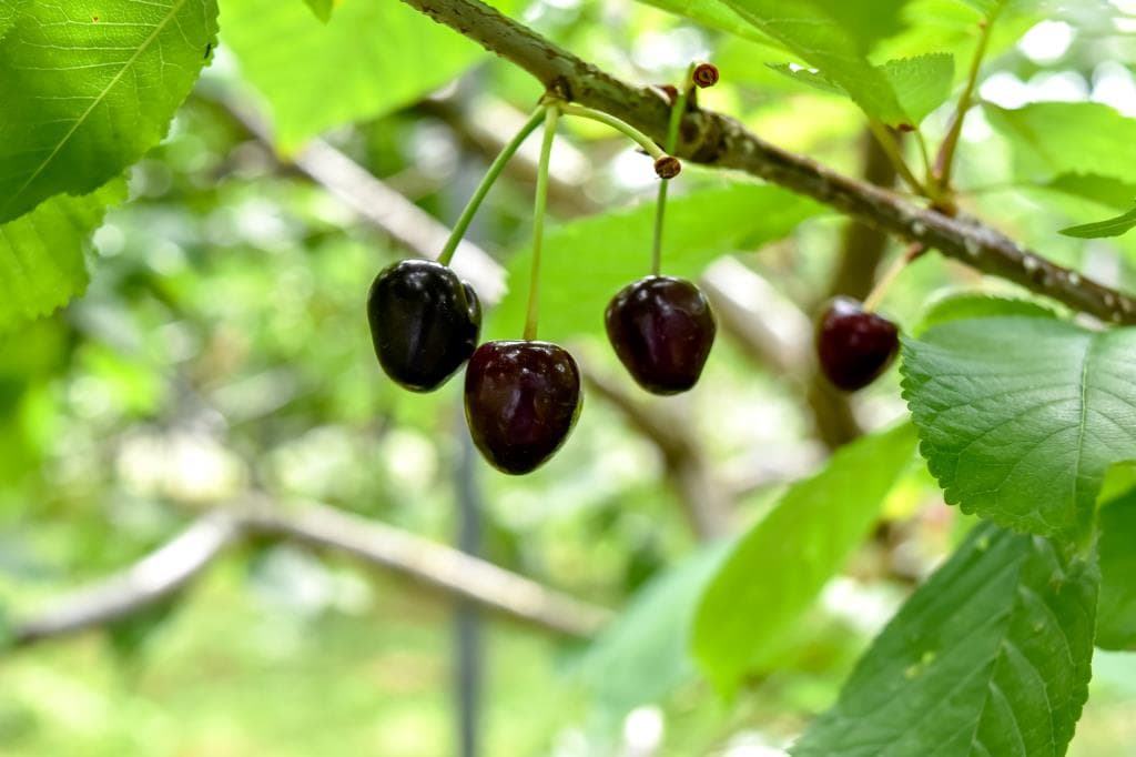 小野洋蘭果樹園 3