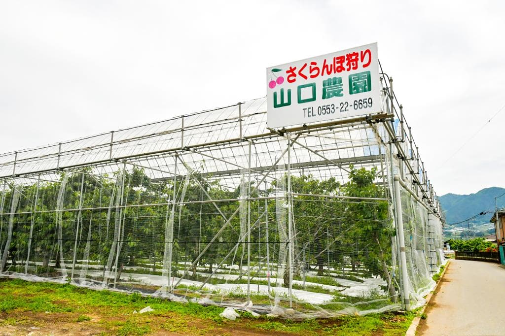 山口農園 1