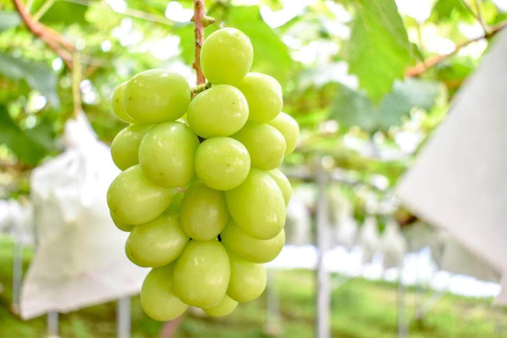 やまさんフルーツ農園 4