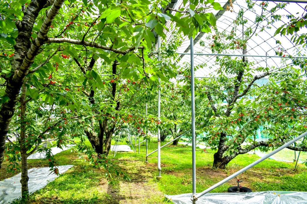 清樹園 2