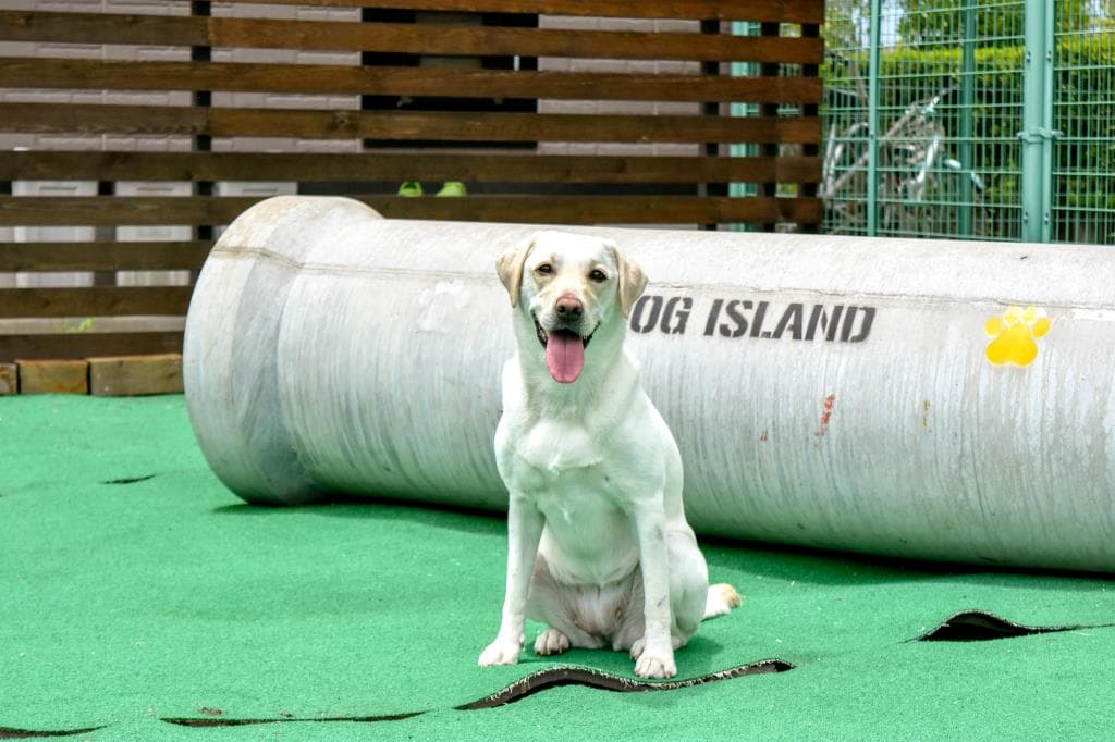 Dog Island 3
