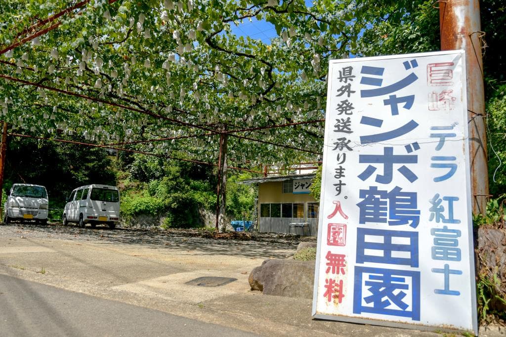 ジャンボ鶴田園 1