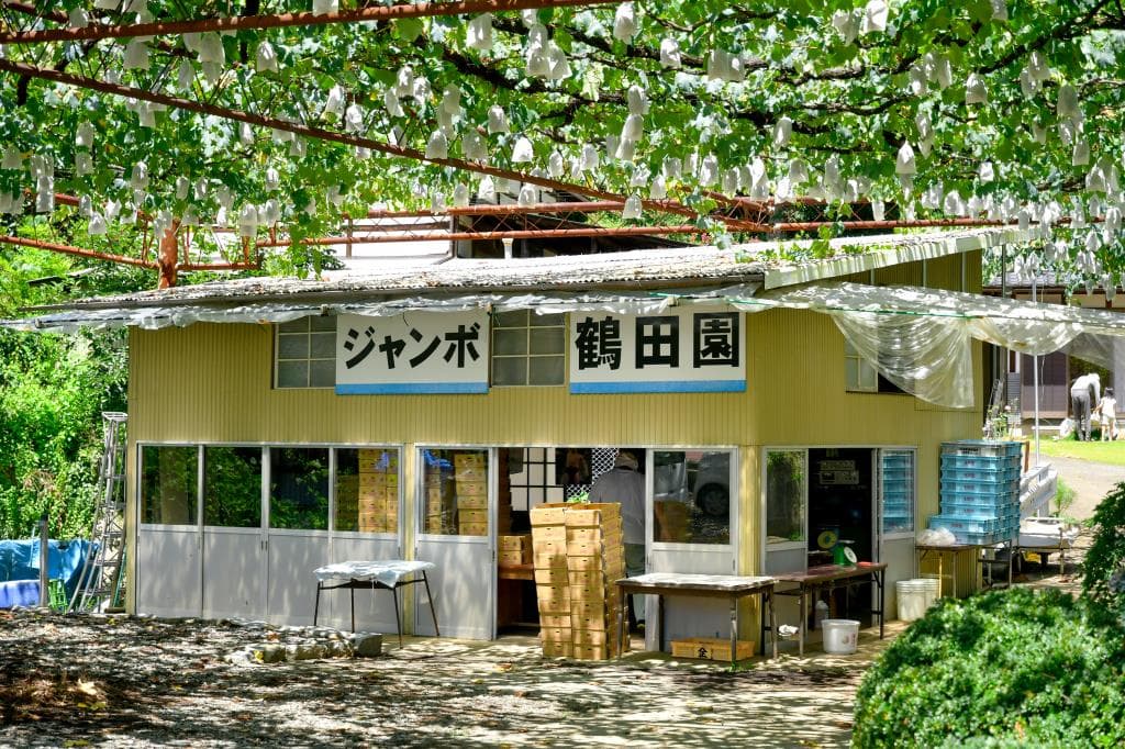 ジャンボ鶴田園 5
