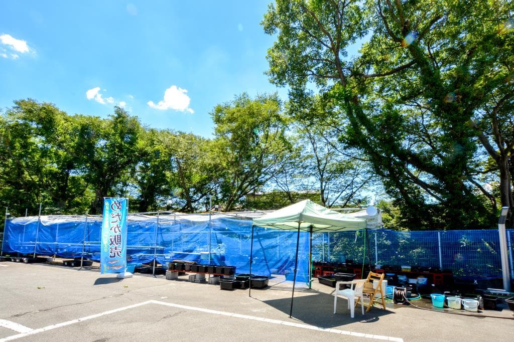 夏冬めだか屋 はるあき 1