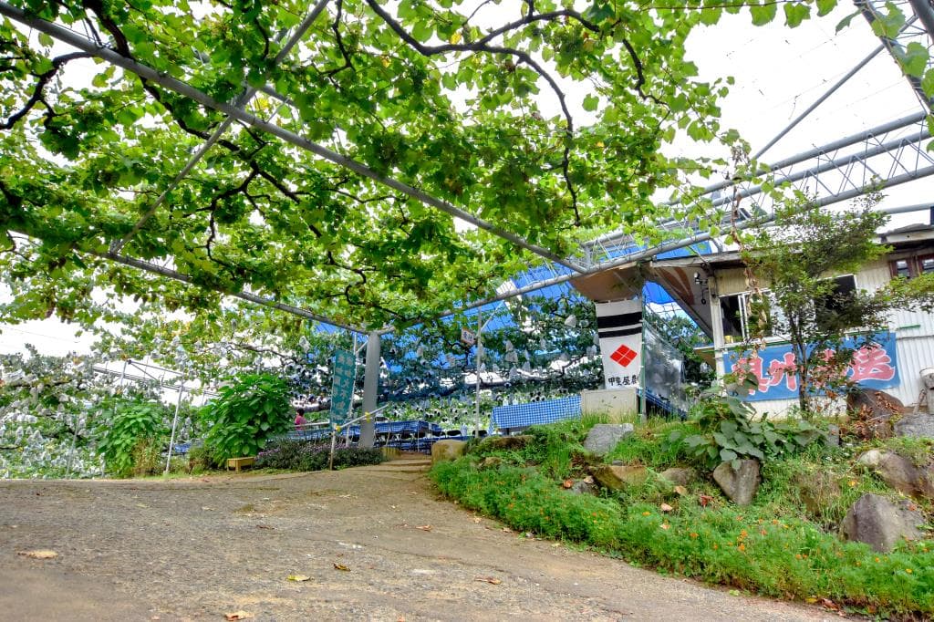甲斐屋農場 5