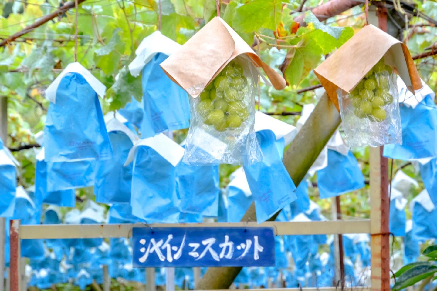 高原フルーツ農園 2