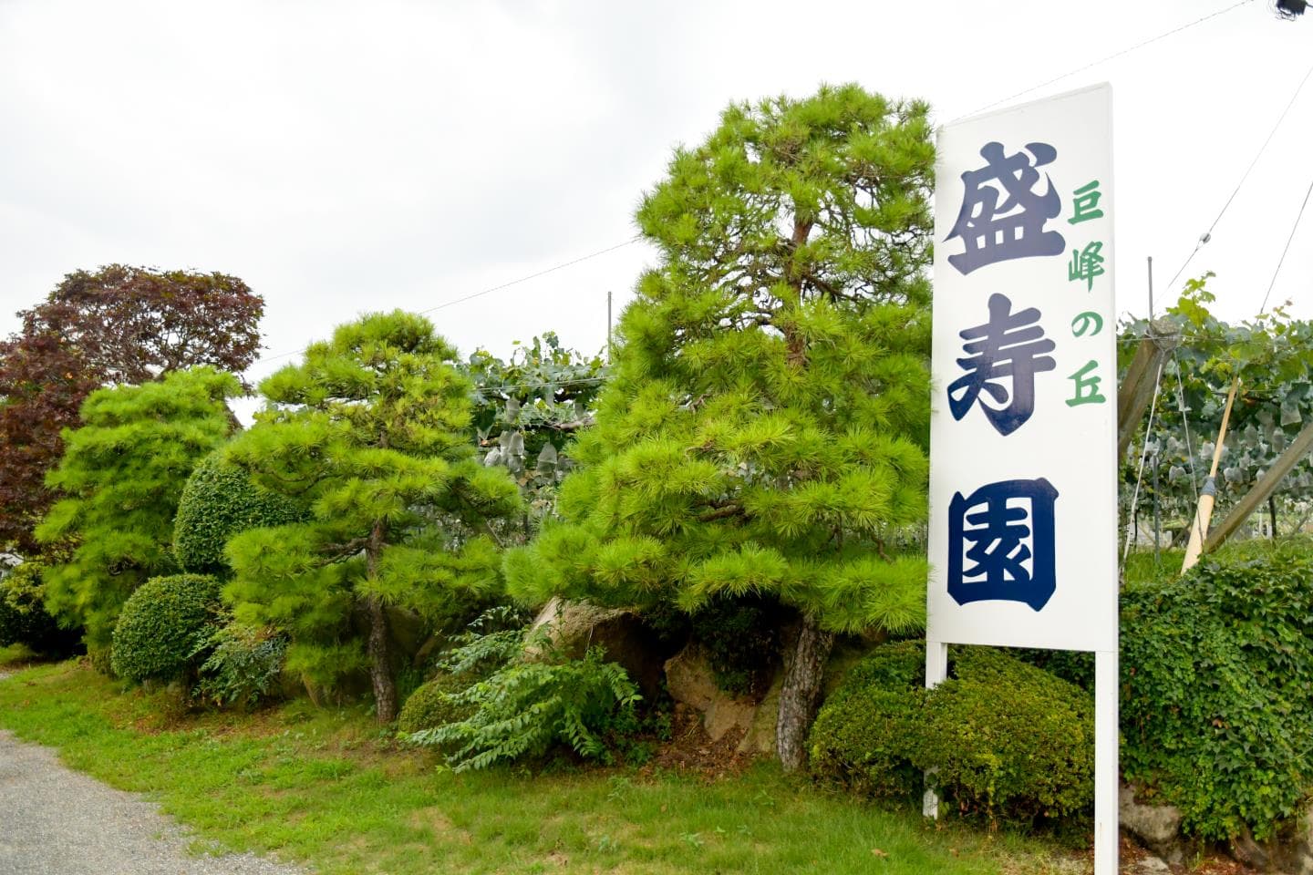 巨峰の丘 盛寿園 1