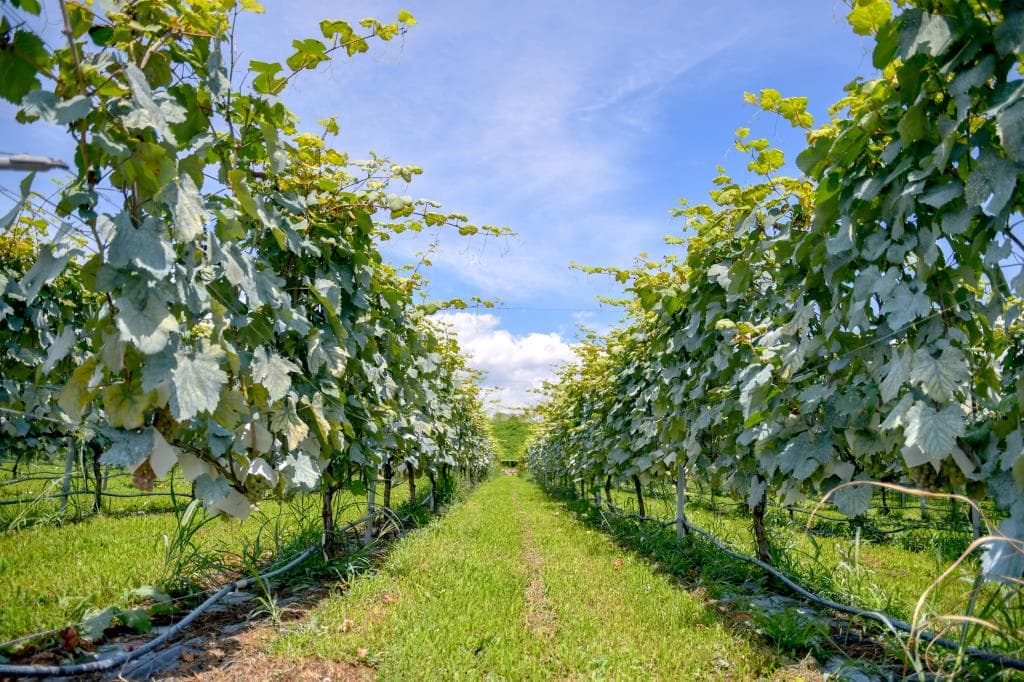 蒼龍葡萄酒株式会社(SORYU WINERY) 4