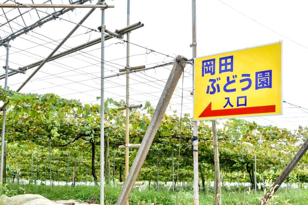 岡田ぶどう園 1