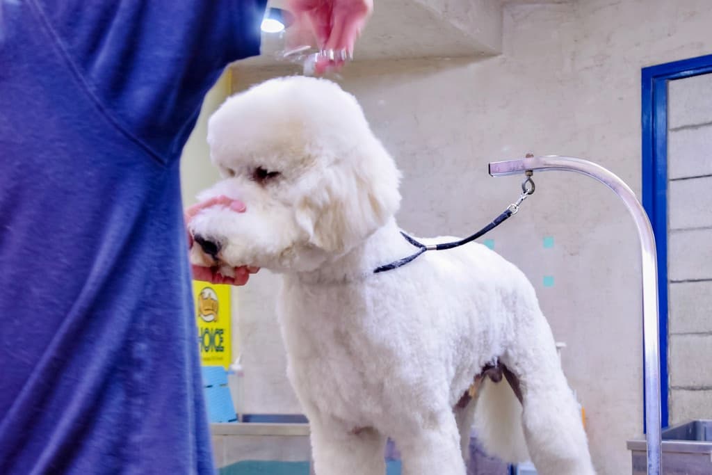 Dear Dog 3
