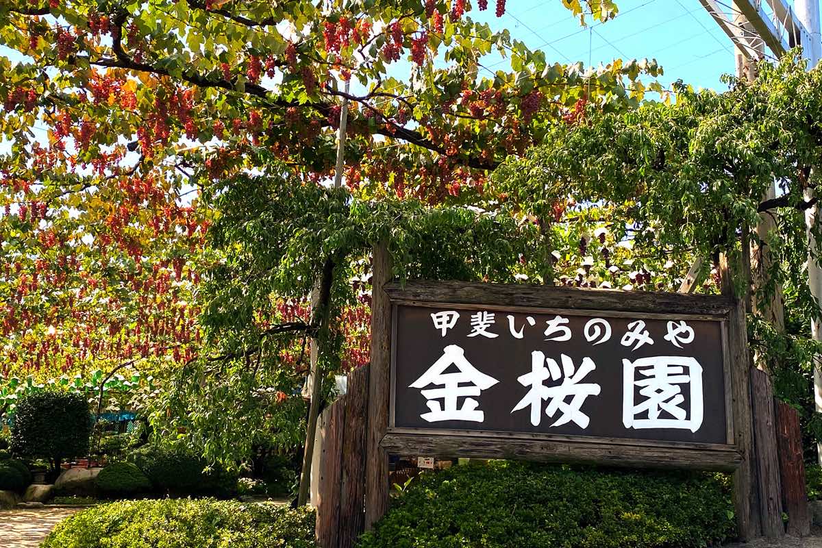 甲斐いちのみや金桜園 1