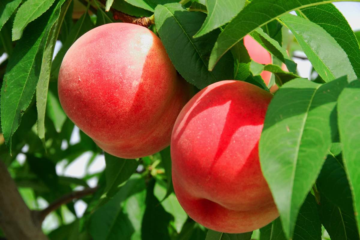甲斐いちのみや金桜園 3
