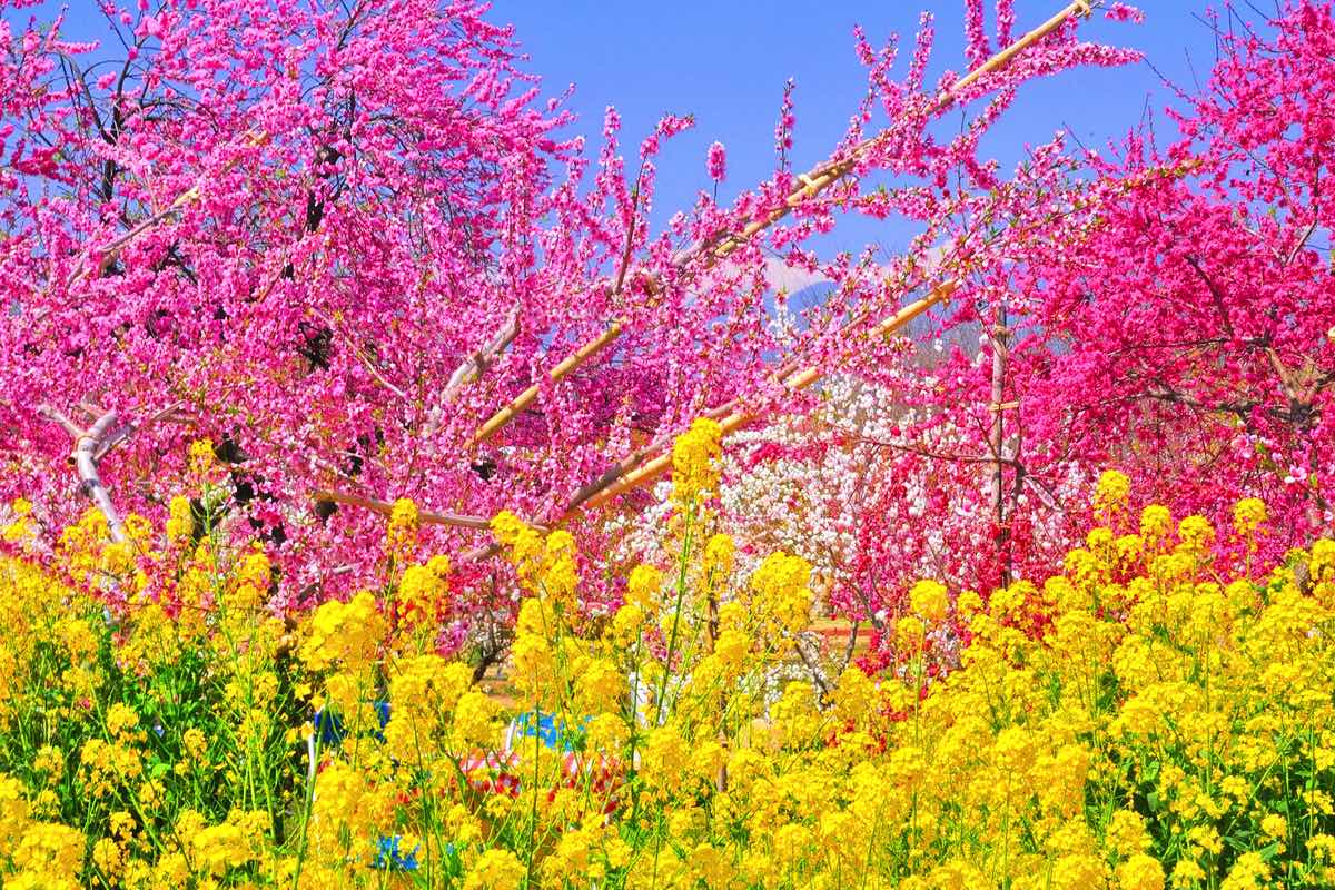 甲斐いちのみや金桜園 4