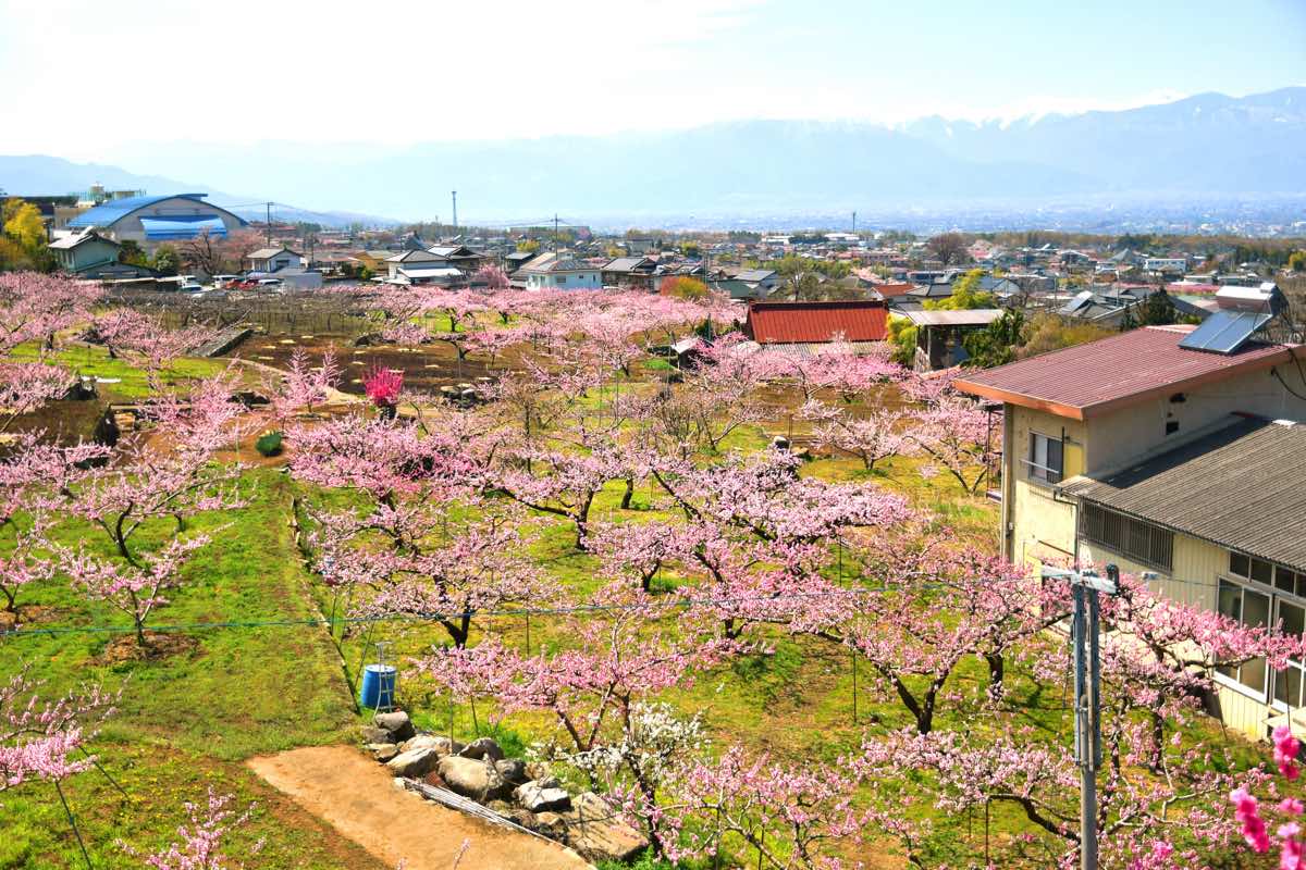 見晴し園 5