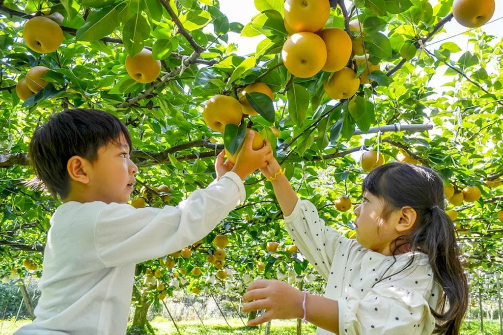 山梨のりんご・梨狩り〜子連れにおすすめスポット3選【2024.9更新】 1