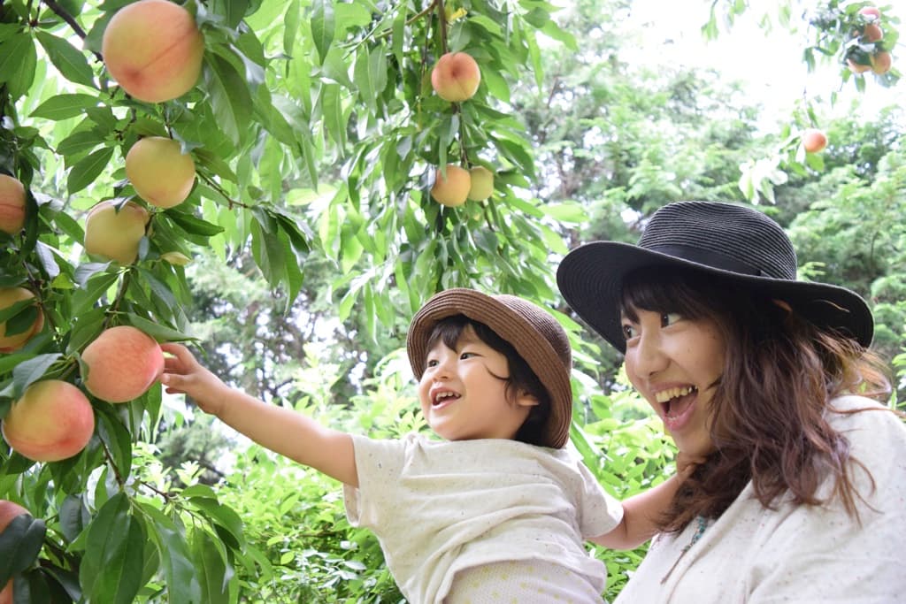 山梨の子連れで楽しめるおすすめ桃狩りスポット6選(2024.6更新) 1