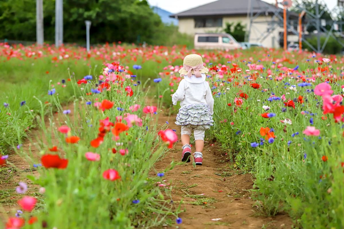 山梨の花の名所20選~ひまわり、あじさいなど季節のお花畑 1