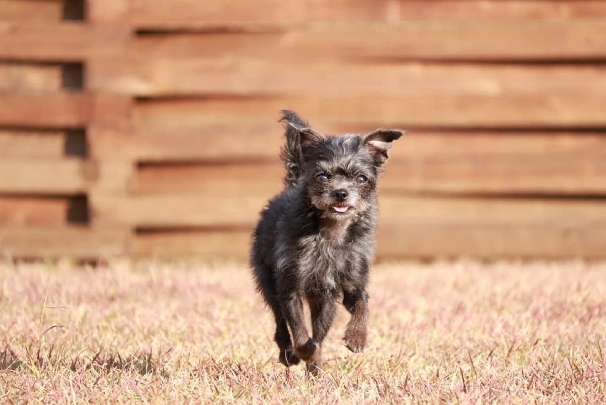 FUJI DOG PARK 山中湖 3