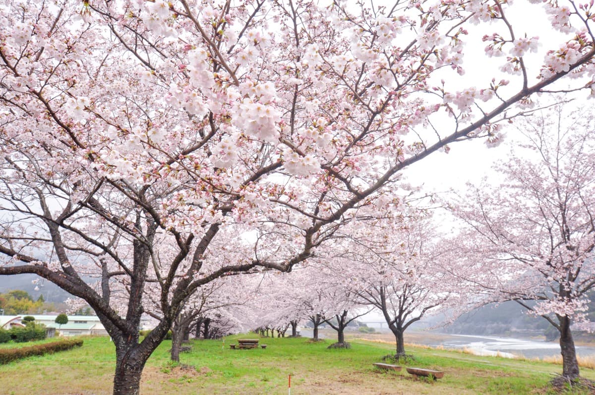 南部の郷 河川敷の桜【南部町】 1