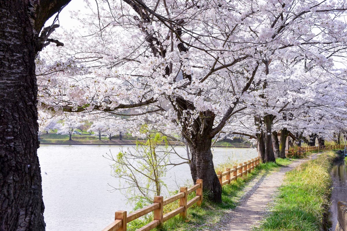 矢木羽湖公園の桜【甲斐市】 1