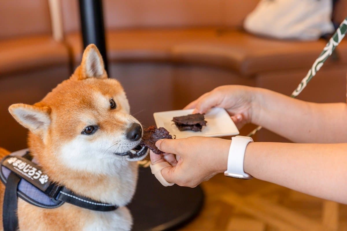 やどりぎcafe