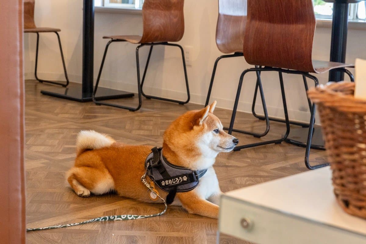 やどりぎcafe