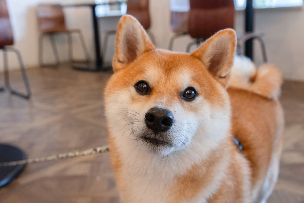 やどりぎカフェ 3