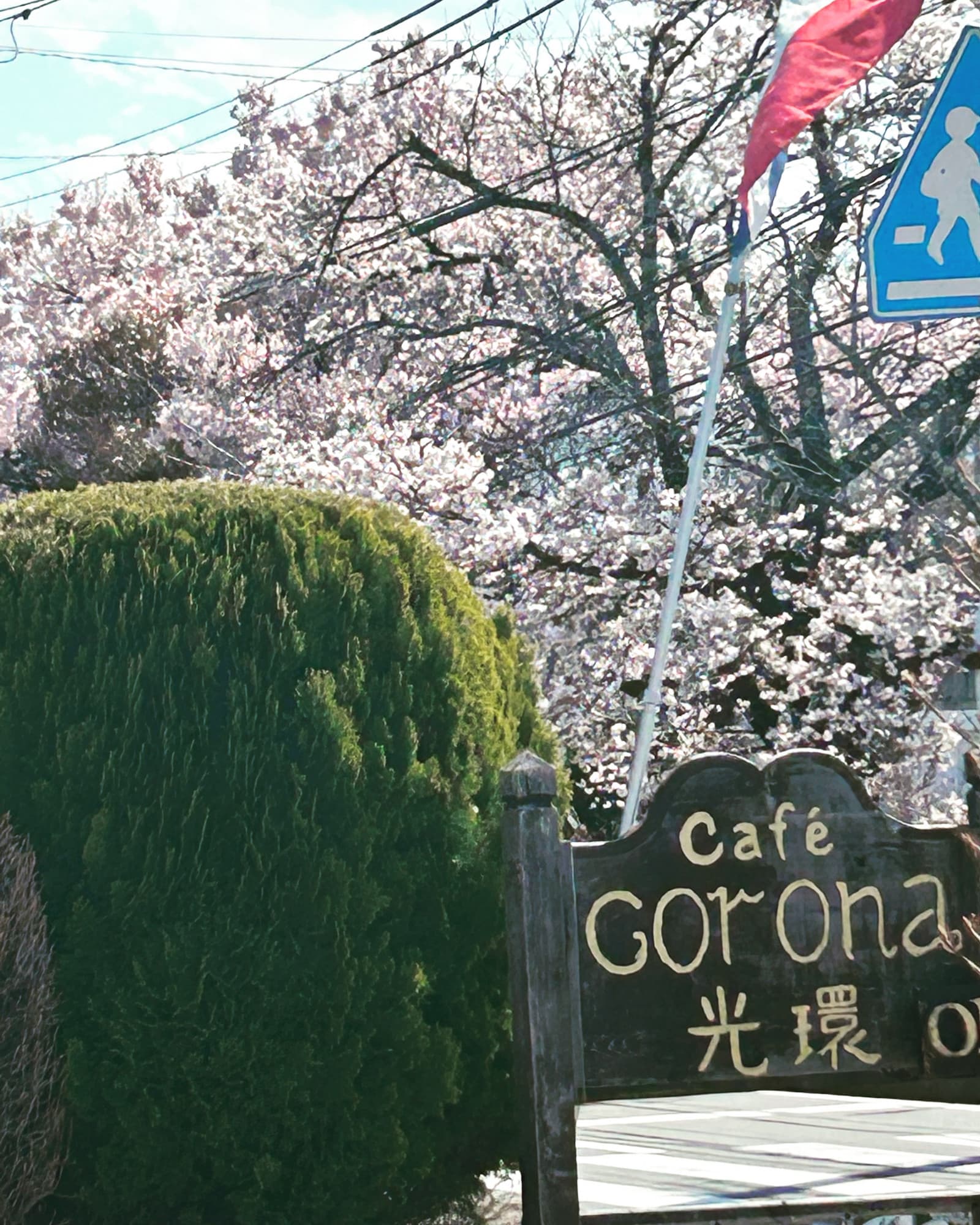 4月桜満開