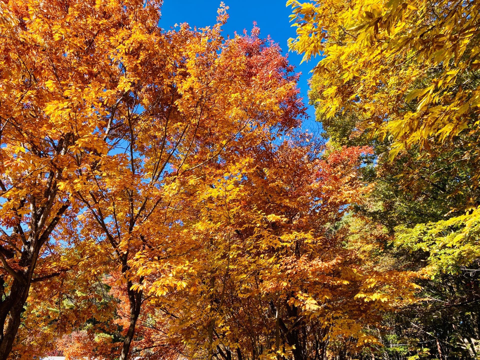 紅葉が見頃を迎えています。