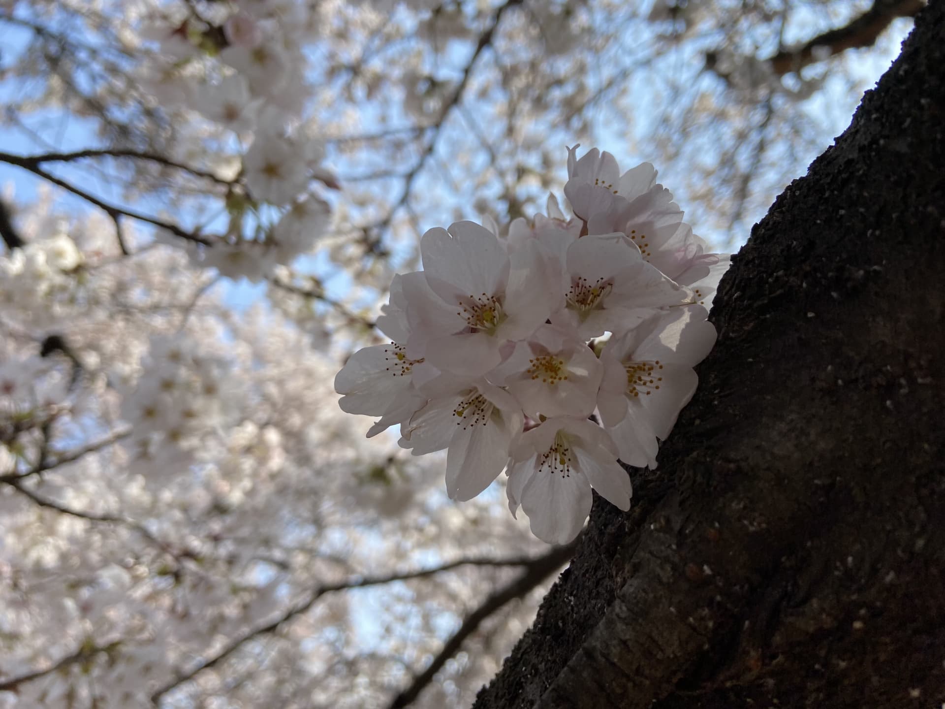 春