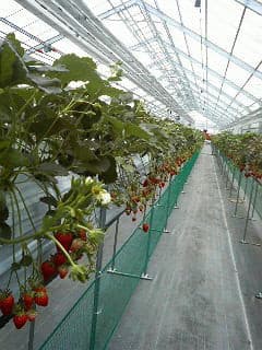 いちご狩り2月28日号