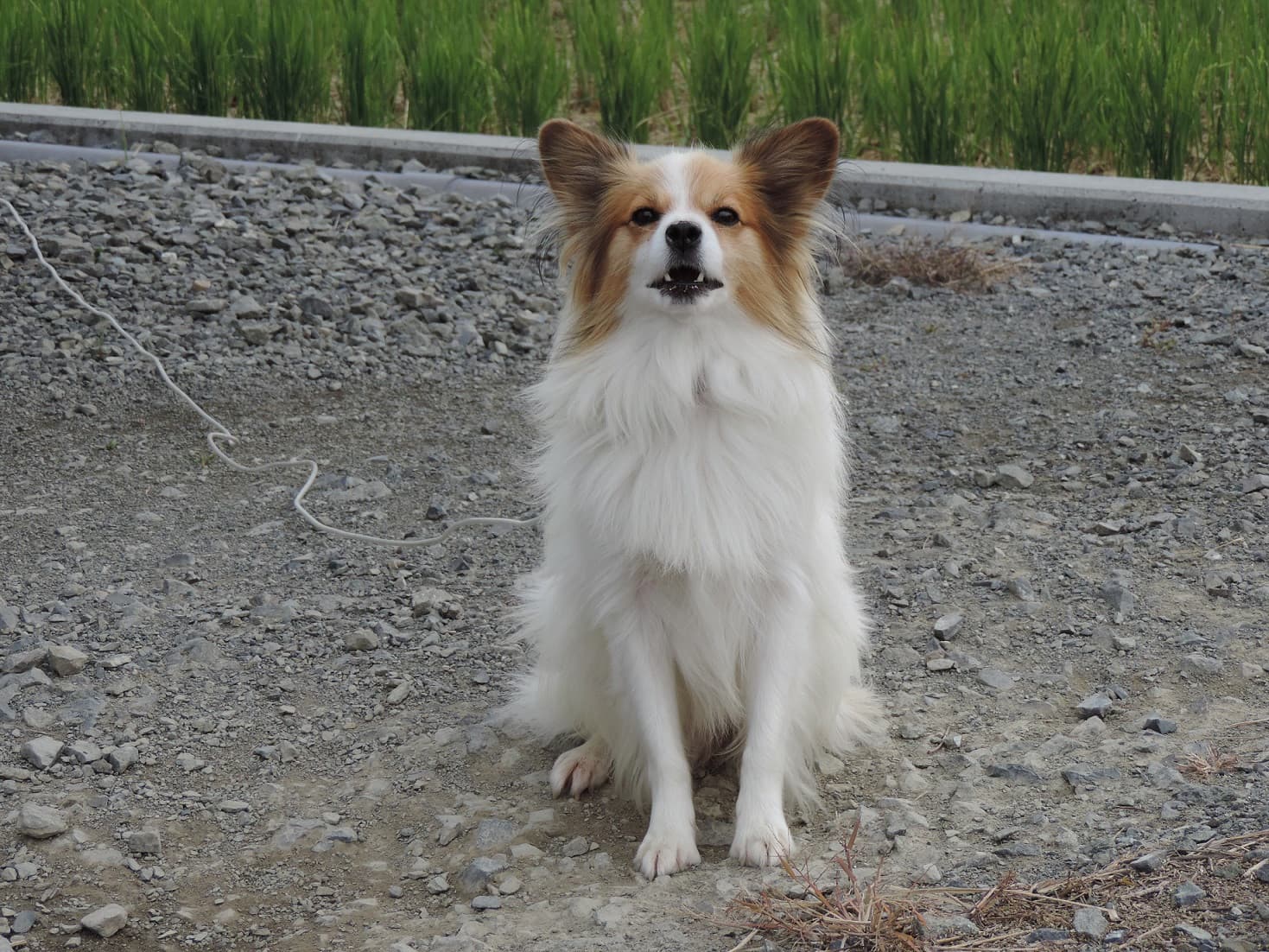 番犬?