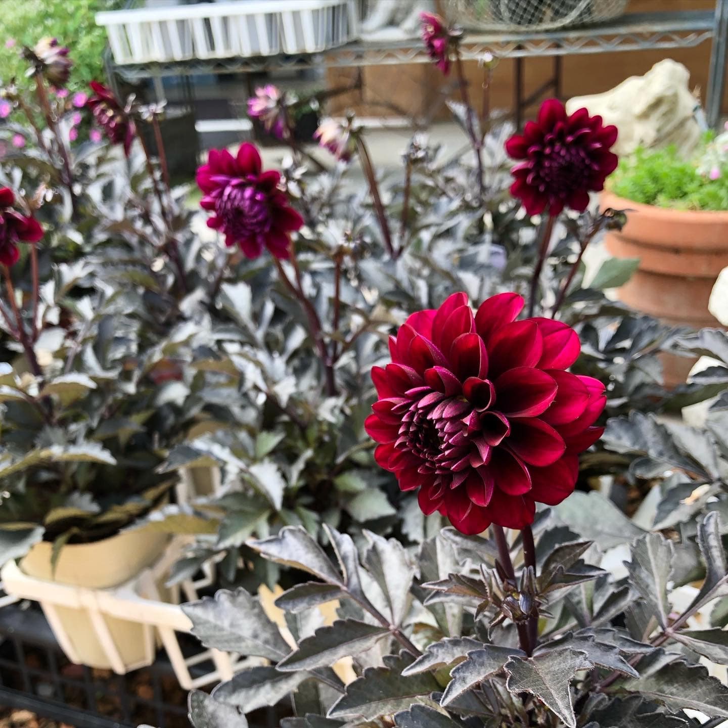 秋色の花